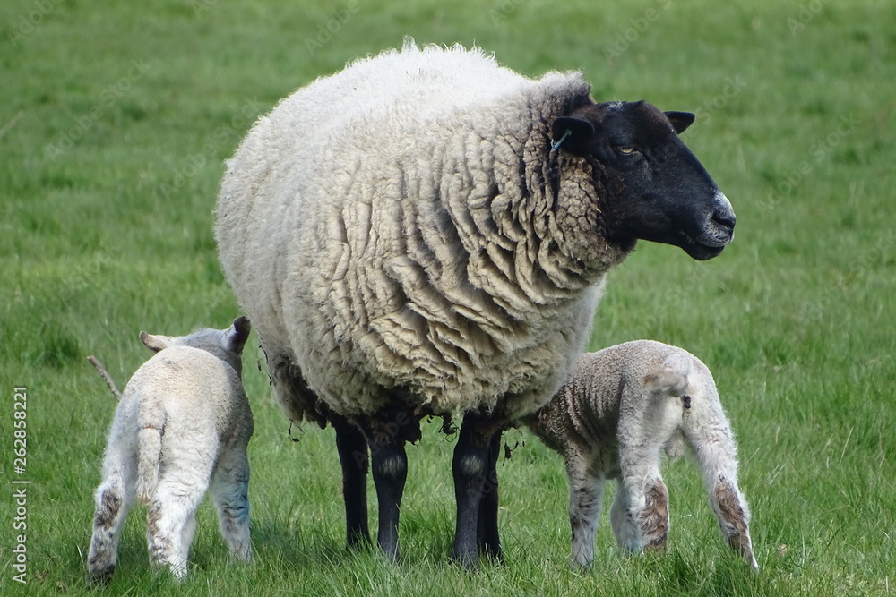 Cute baby lambs with their mother Cute baby lambs with their mother