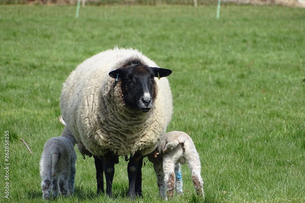 Obraz premium Cute baby lambs with their mother
