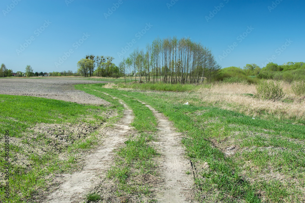 Fototapeta premium Country road through fields, coppice and blue sky
