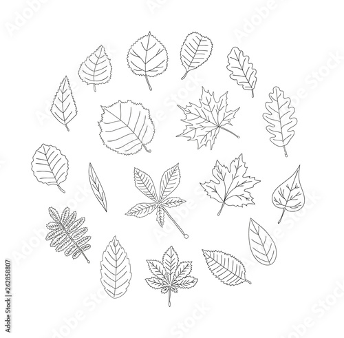 Vector set of colored black leaves isolated on white background. Monochrome pack of birch, maple, oak, rowan, chestnut, hazel, linden, alder, aspen, elm, poplar, willow, walnut, ash leaves.