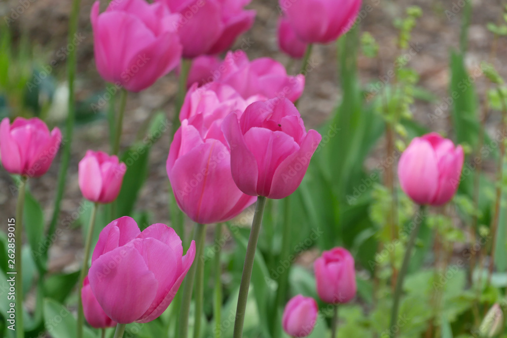 Pink tulip