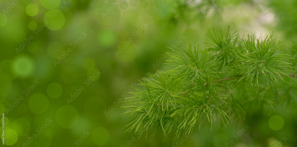 Blurred image of a green plant - the background for writing text. Blurred image of a green plant - the background for writing text.