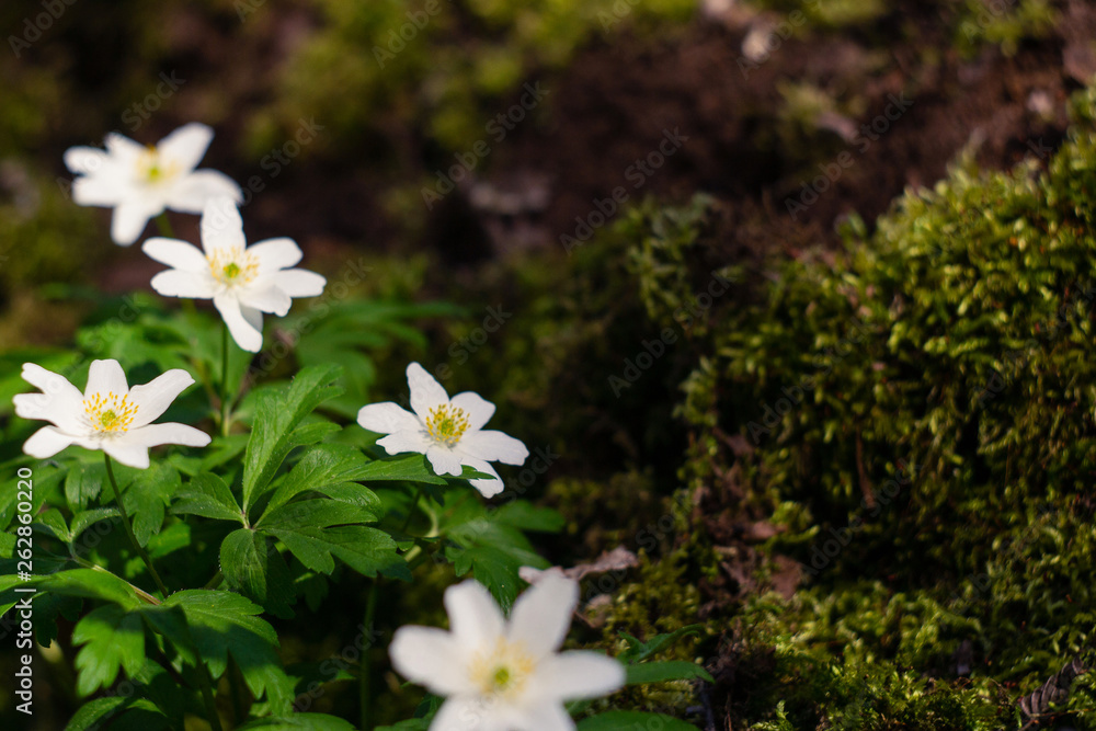 spring bloom of the wood anemones closeup photo spring bloom of the wood anemones closeup photo