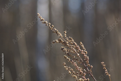 Dried flowers on the background of the forest in spring.