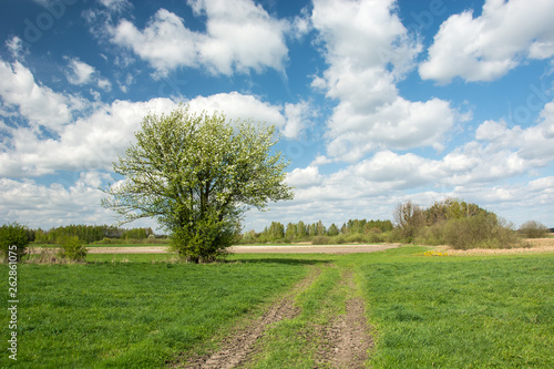 Road in the meadow and a large blooming bush, horizon and white clouds on a blue sky