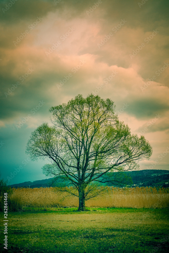 Obraz premium Europe Switzerland Greifensee Landscape Misty Tree
