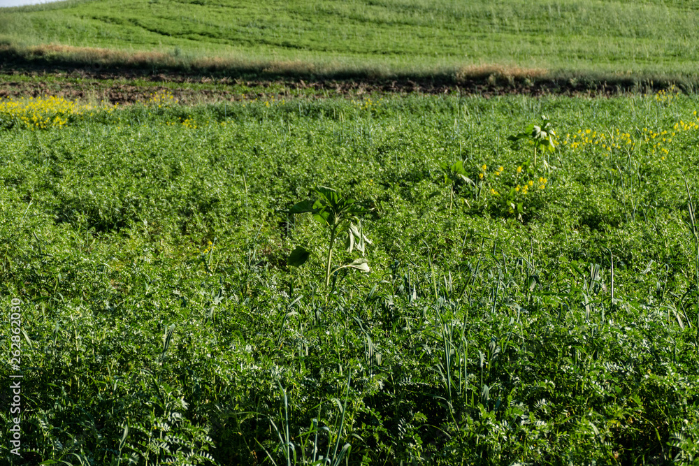 green chickpea field in continental climate,