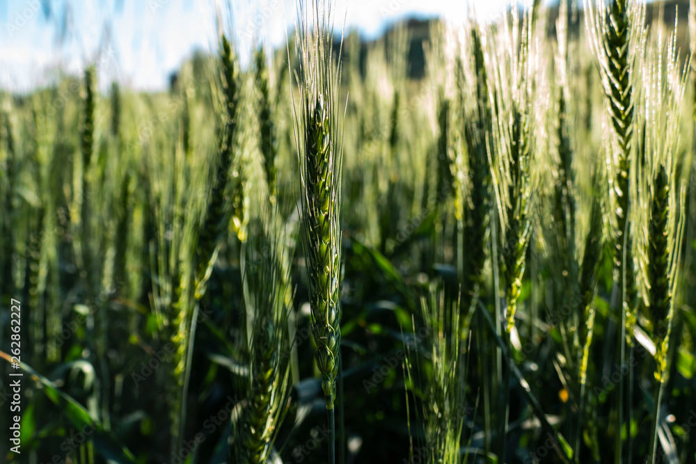 wheat fields landscape in continental climate, wheat fields landscape in continental climate,