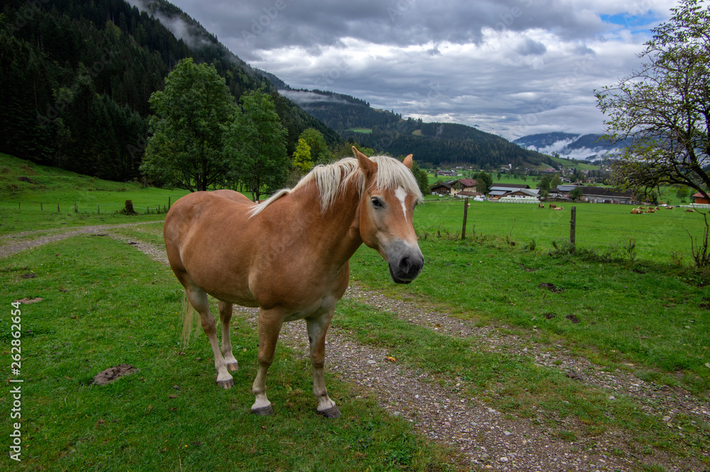 Horses on pasture in Verfenveng, Austria, Europe, wild natural scenery