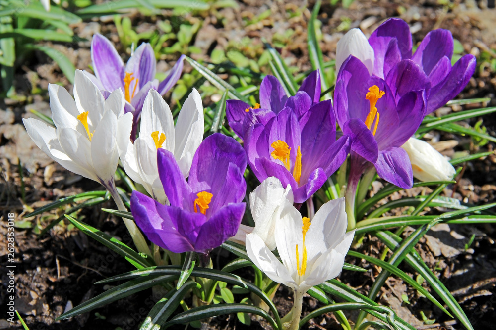 Blooming purple crocus flowers in the early spring. Blooming purple crocus flowers in the early spring.