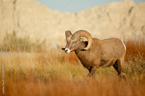 Bighorn Sheep photo