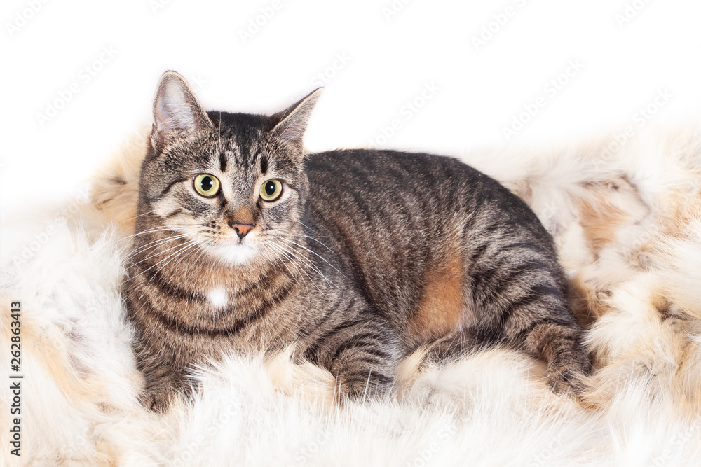 Adult beautiful striped cat lying on a fur rug. isolated on white background