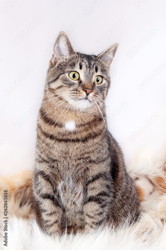Adult beautiful tabby cat sitting on a fur rug. isolated on white background
