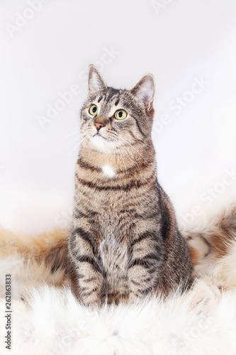 beautiful striped cat sits on a fur rug and looks up. isolated on white background
