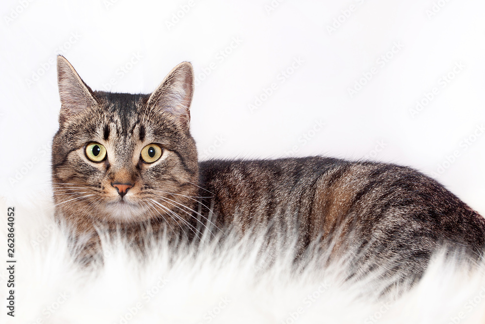 Adult beautiful striped cat lying on a fur rug. isolated on white background