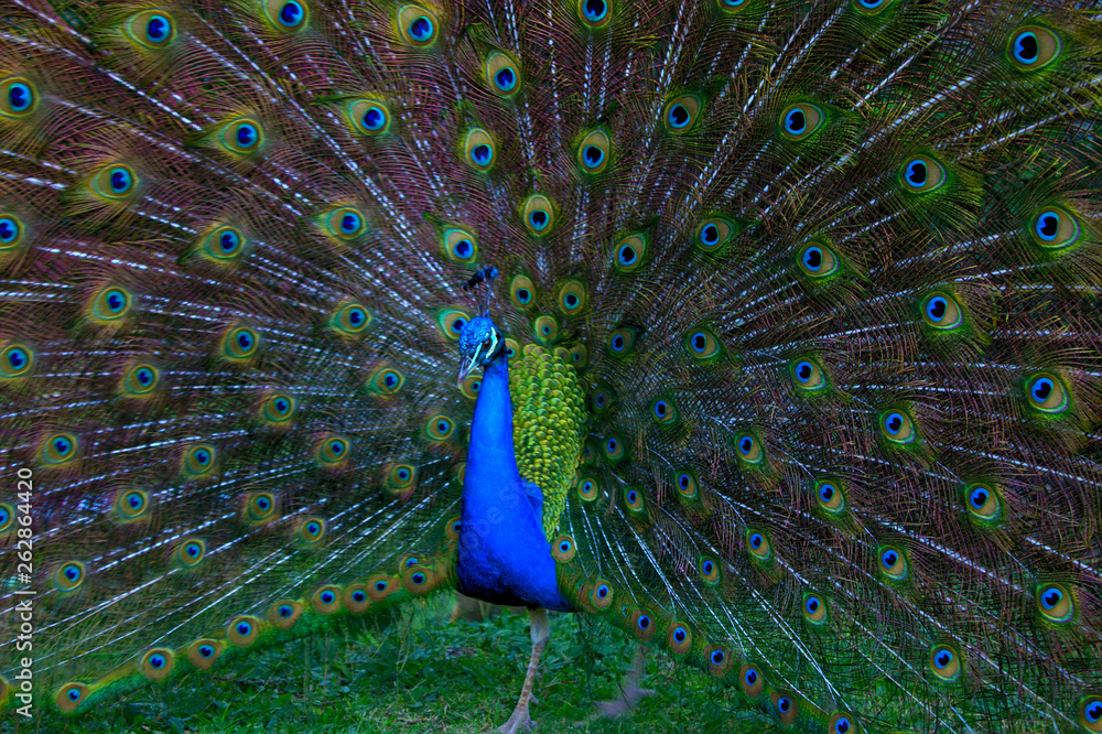 Obraz premium Hermoso Pavo real