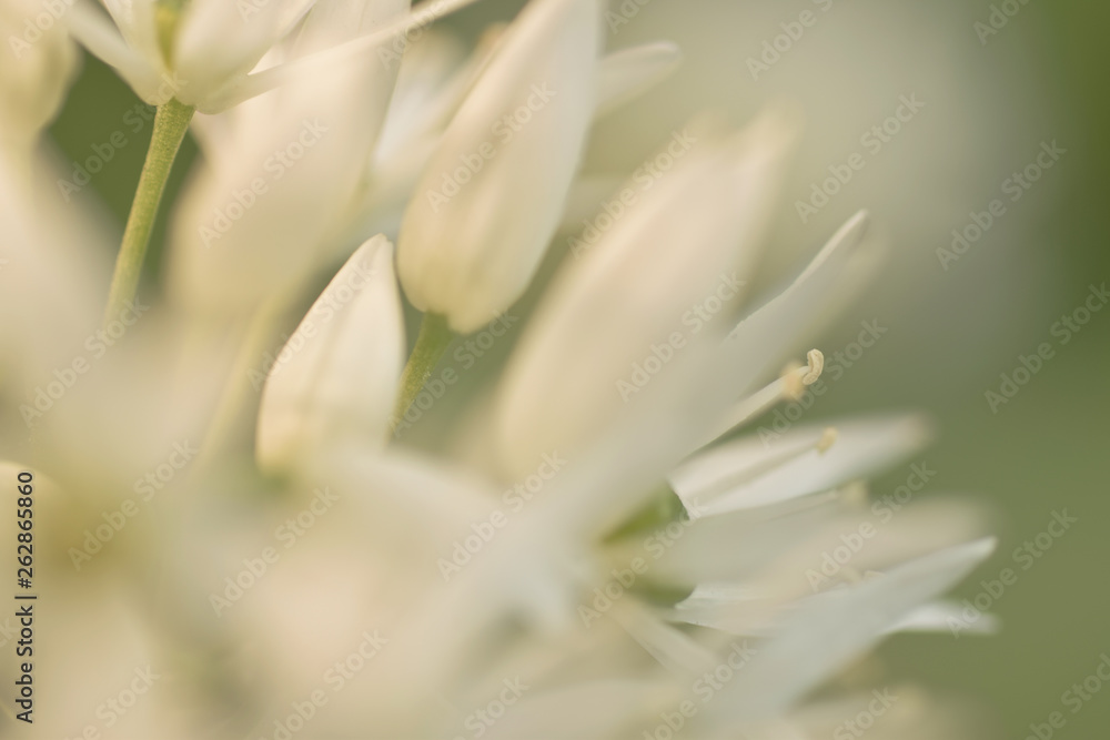 Ramson white flowers Ramson white flowers