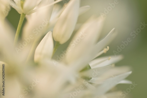Ramson white flowers 