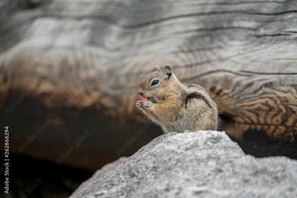 Chipmunk Eating Chipmunk Eating
