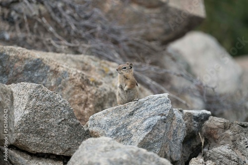 Chipmunk on Rocks