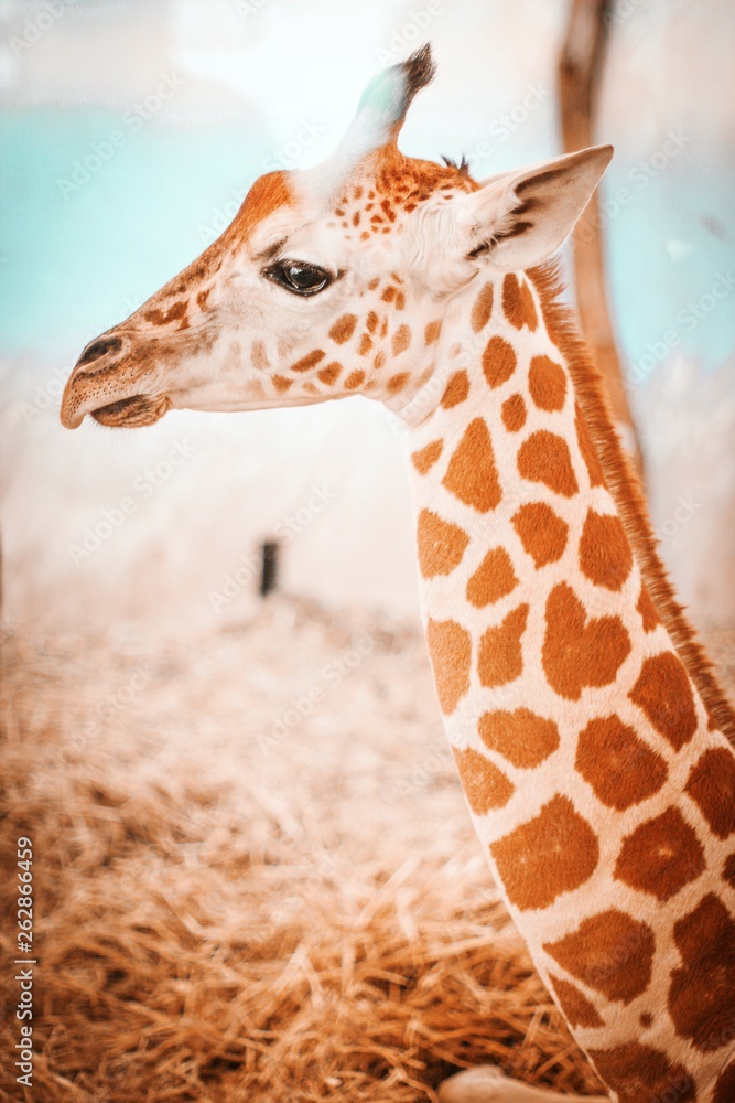 Obraz premium Baby Giraffe