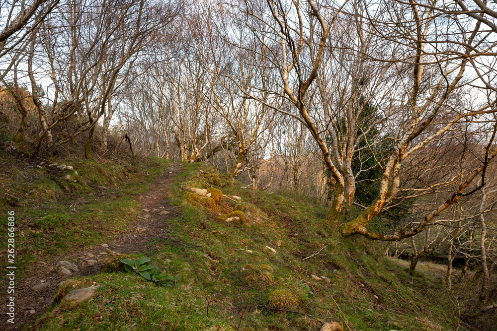 un sentier en pente entre des arbres tortueux, un sentier en pente entre des arbres tortueux,