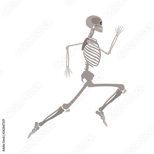 Anatomically correct skeleton running flat vector isolated on white background.