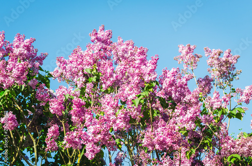 Lilac flowers in spring garden in the sunlight