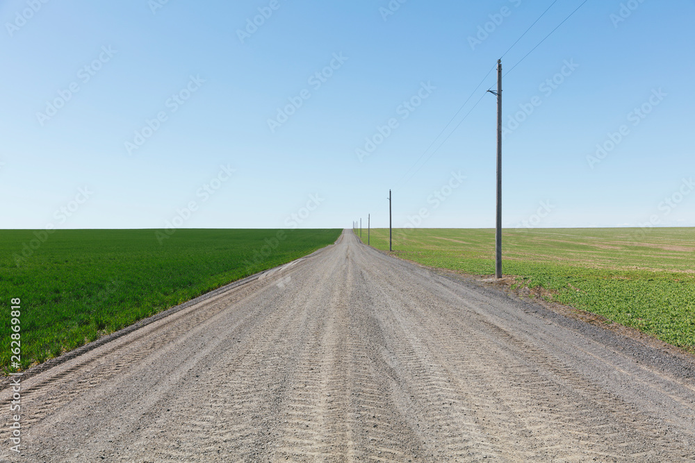 Spring crops of wheat grass and alfalfa bordering rural dirt road Spring crops of wheat grass and alfalfa bordering rural dirt road