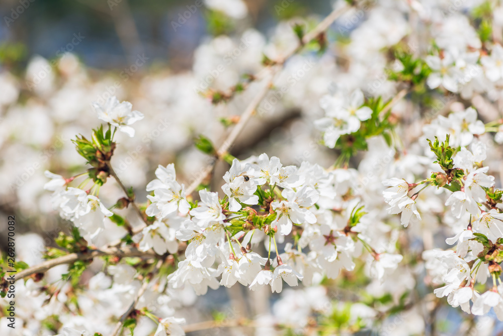 White cherry blossom flowers in the Spring White cherry blossom flowers in the Spring