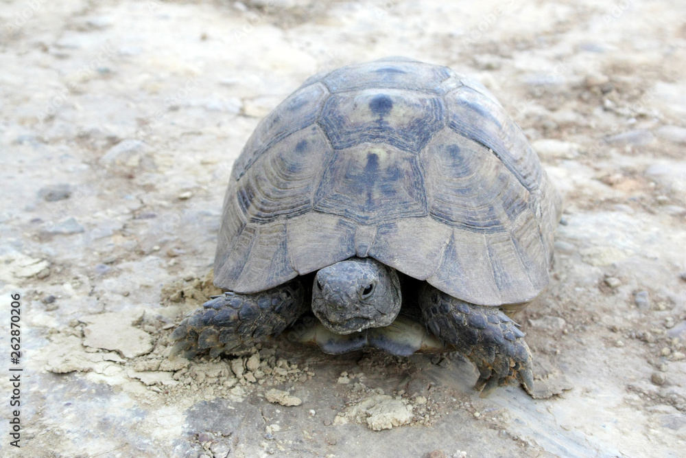 Tourtle in wild nature on sand at summer close up Tourtle in wild nature on sand at summer close up