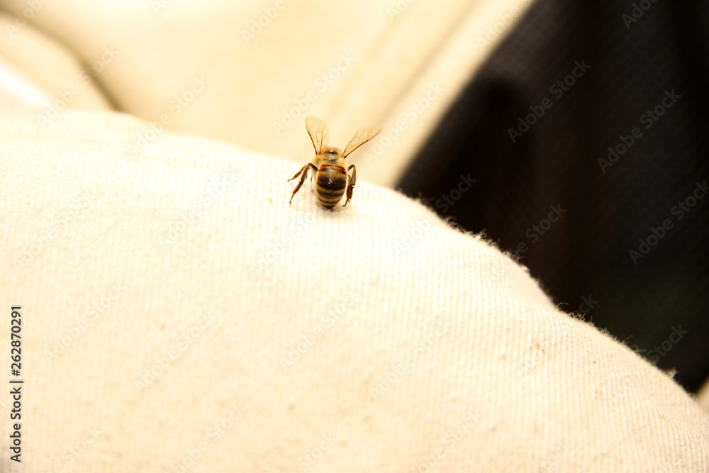 The Bee stings through the beekeeper clothes The Bee stings through the beekeeper clothes