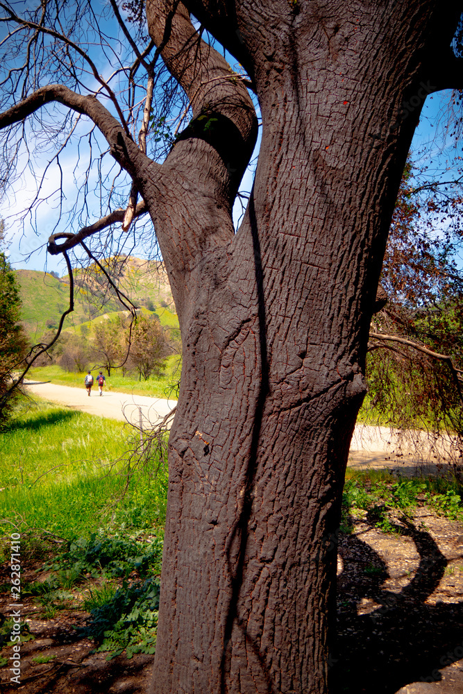 Fototapeta premium Burnt trees after the huge fire in Malibu - travel photography