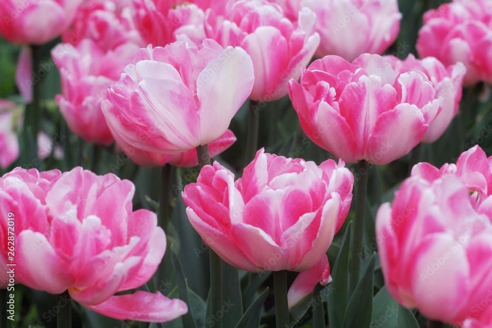 Obraz premium Flower