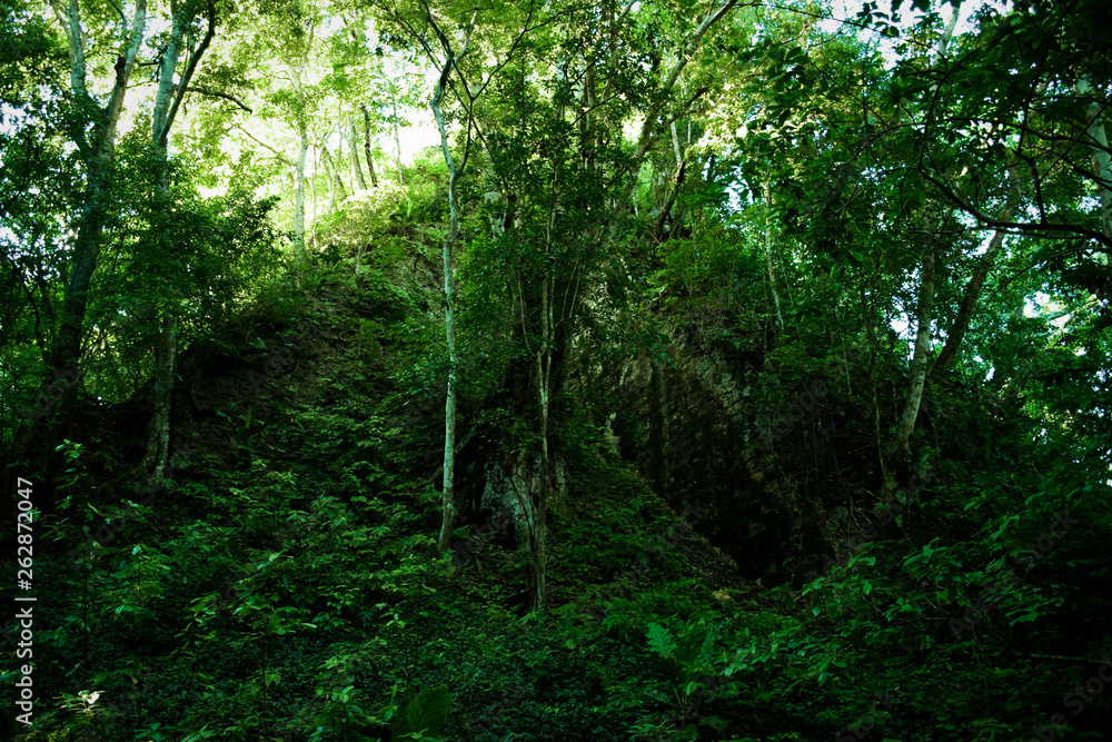 Ancient ruins of Tikal in Guatemala covered in trees and foliage