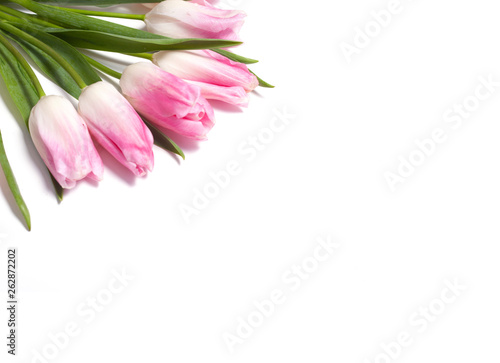 Fototapeta Naklejka Na Ścianę i Meble -  Blossoms of pink tulips on a white background