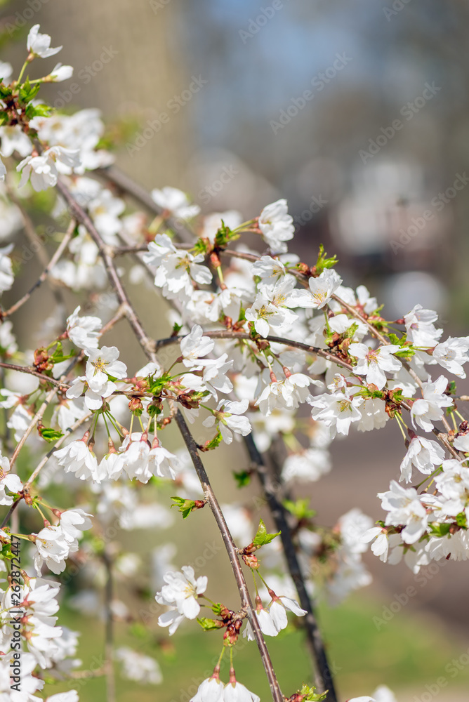 White cherry blossom flowers in the Spring White cherry blossom flowers in the Spring