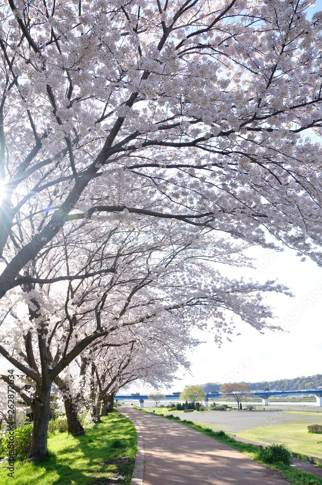 桜咲く相模川