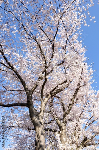 満開の桜咲く