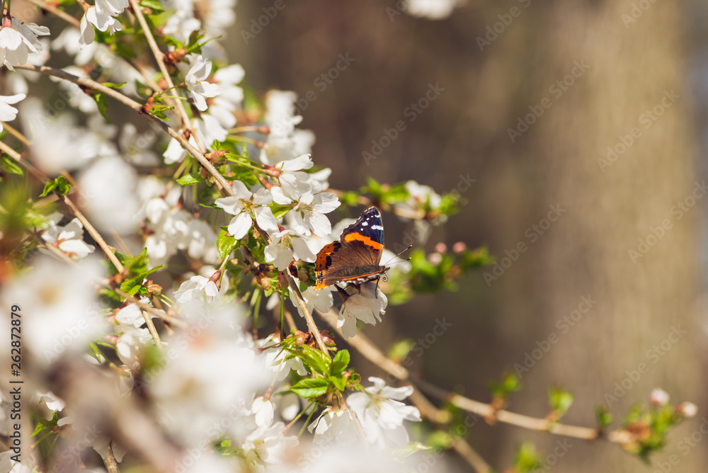 White cherry blossom flowers and Admiral butterfly pollinator in the Spring White cherry blossom flowers and Admiral butterfly pollinator in the Spring