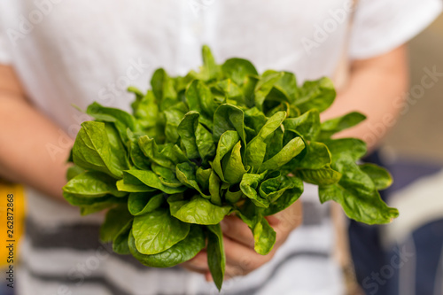 Female hands holding a bunch of baby spinach