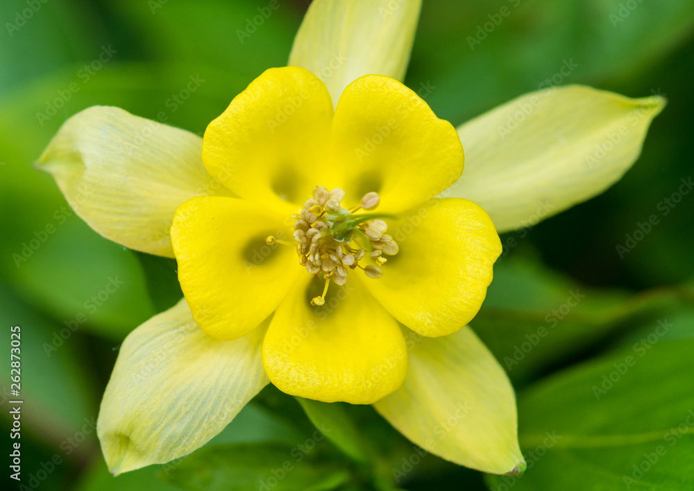 Fototapeta premium Yellow Aquilegia