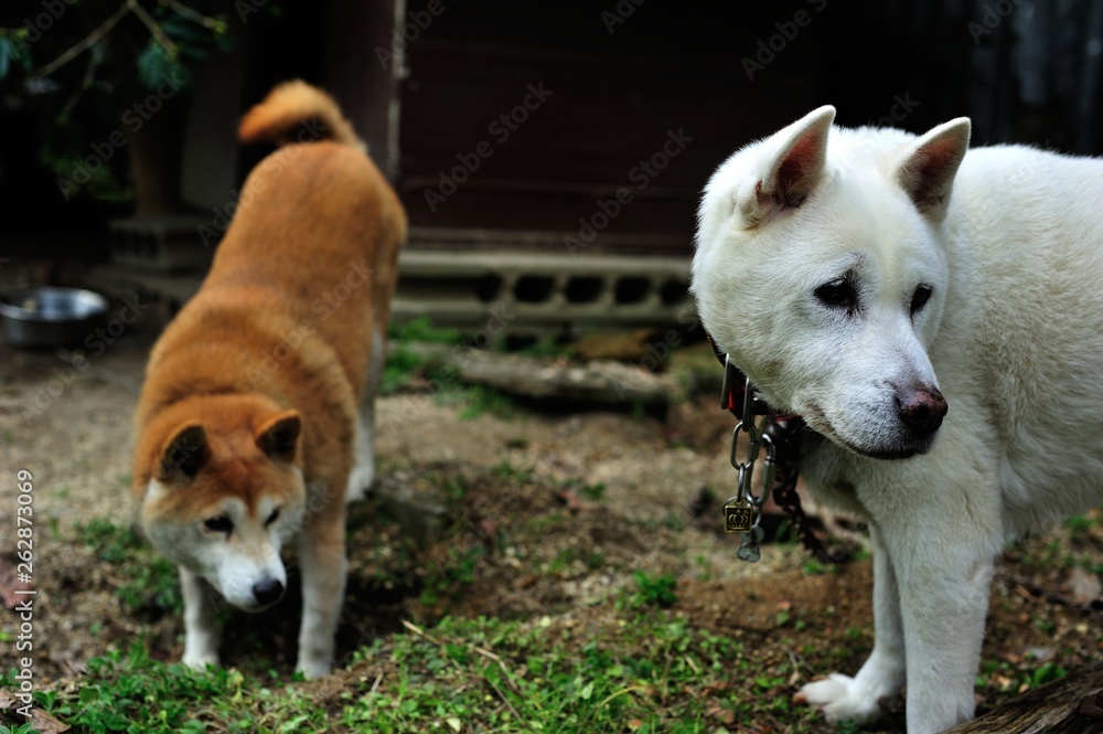 紀州犬と柴犬二匹の見ている先は Stock 写真 Adobe Stock 紀州犬と柴犬二匹の見ている先は Stock 写真 Adobe Stock