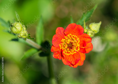 Red Geum