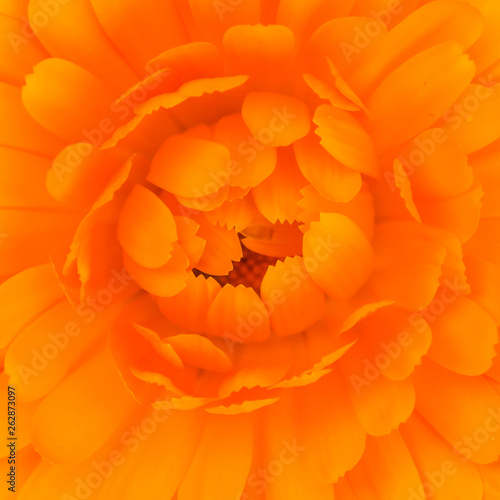 Calendula