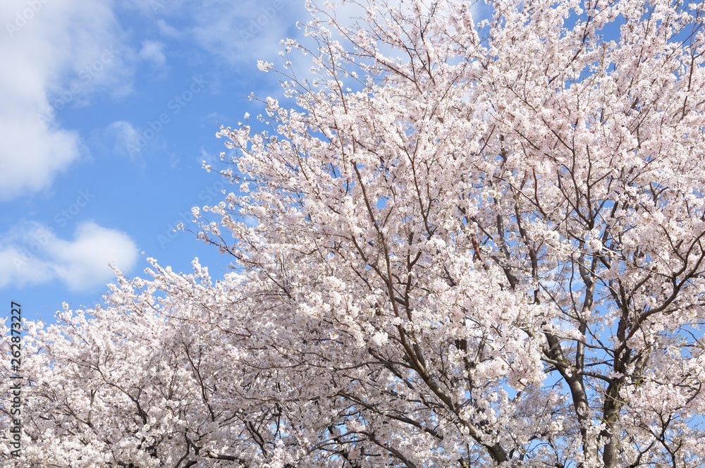 青空に桜の花