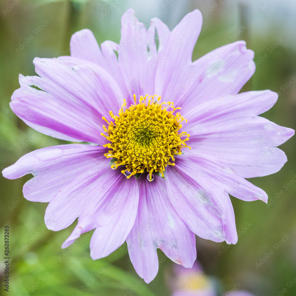 Lilac Cosmos Lilac Cosmos