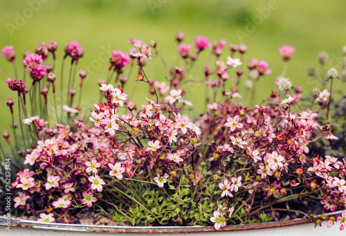 Alpine plants growing in a  container. photo