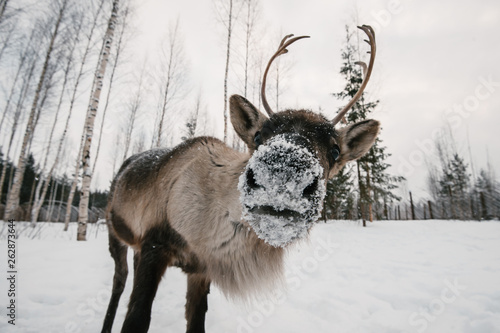 Reindeer wide angle close-up photo