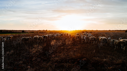 Obraz na plátně Flock of sheep grazing together in pasture on sunset, rural Australia